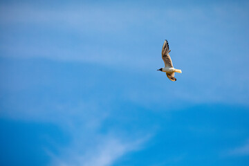 seagull in the blue sky