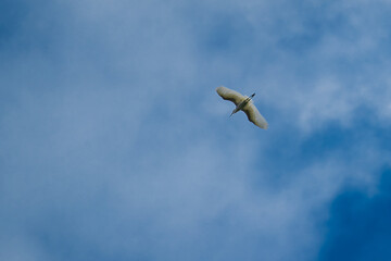 bird in flight