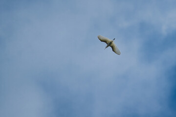 bird in flight