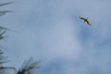 bird on a branch