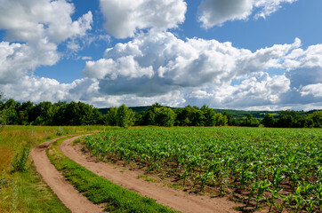Fototapeta na wymiar Clouds on a blue sky over a country road in a field of corn on a sunny summer day. Traveling outside the city in the fresh air.