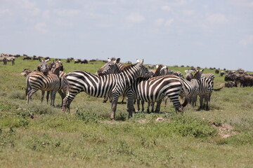 Fototapeta na wymiar Ndutu Nationalpark, Tansania, Februar 2020
