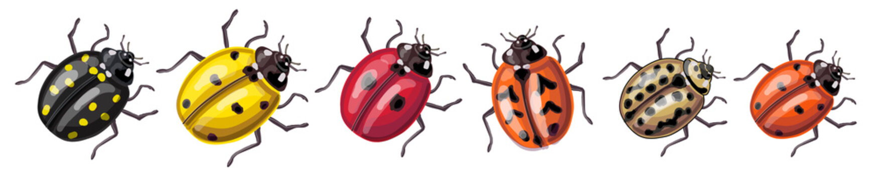 Set of insects - ladybugs of different colors and species: yellow, red, orange, black, cream. Drawing isolated on a white background. Stock vector illustration.
