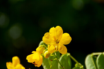 goldgelbe Blüten von Cassia Senna, Pflanze im Botanischen Garten in Gütersloh, Gelbe Cassia-Blume
