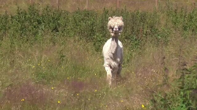 Shaved Alpaca Walks Towards Camera