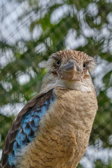 A head of a Blue-winged kookaburra, bird sitting on a branch. Wildlife, bird watching