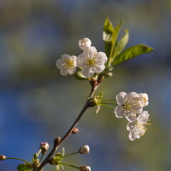 blossom branch of a cherry tree