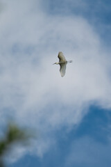 seagull flying in the sky
