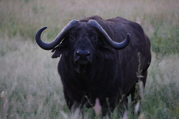 Naklejka premium Serengeti Nationalpark, Tansania, Februar 2020
