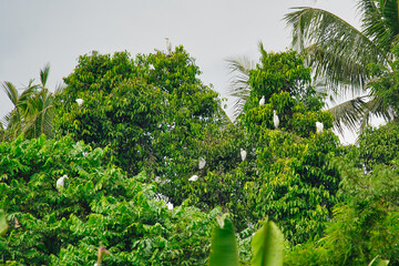 trees and herons of nesting places