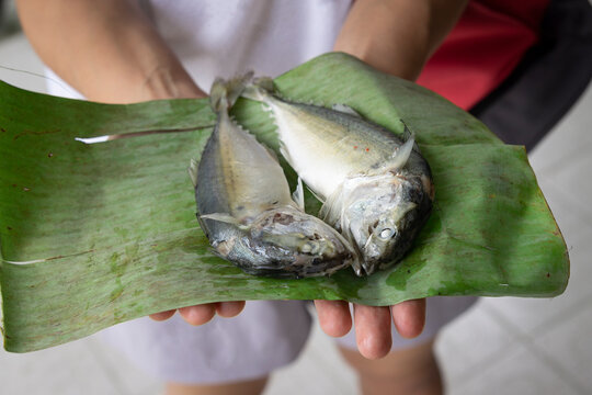 woman hands holding steamed mmacketel  fish on banana leaf package