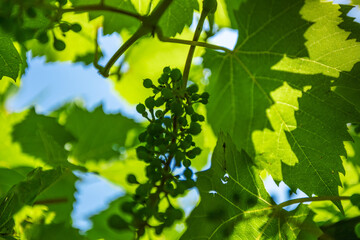 Fototapeta na wymiar green raw grapes and leaves in the garden against a blue sky