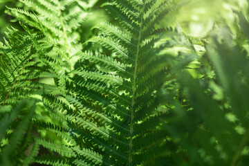 Fern in the forest as a background. Flower plants outdoors. Beautiful green color.