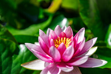 Fototapeta premium Water lily growing on an artificial water reservoir