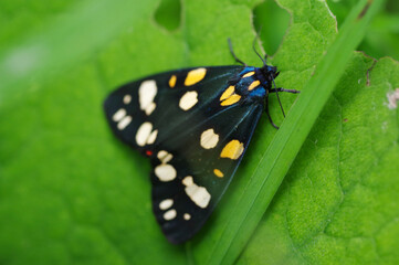 butterfly on leaf