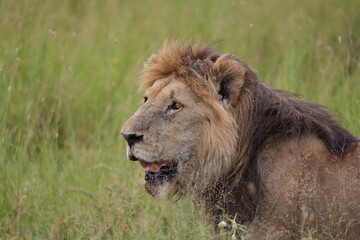 Fototapeta na wymiar Serengeti Nationalpark, Tansania, Februar 2020