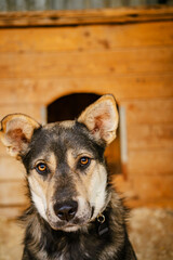 look of a sad dog sitting in a cage in a dog shelter