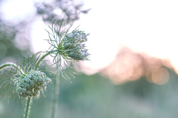 daucus carota close up in a wild field in summer. queen anne's lace bud, bud, wildflower
