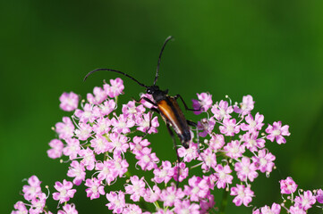 butterfly on flower
