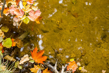 Yellow autumn maple leaves drifting in water with reflection of tree in it, autumn weather background.colorful falling autumn leaves on water with tree and sky reflection