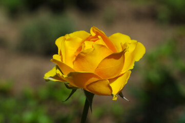yellow rose flower