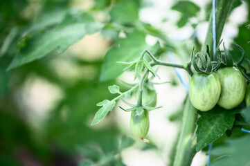 Green tomatoes ripen on a branch, the crop ripens, space for text