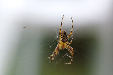 spider on the web
