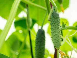 Selective focus on a young prickly cucumber on the branches in a home greenhouse. Organic and healthy vegetables. Copy space.