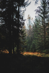 Morning light in forest