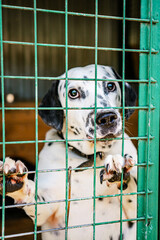 look of a sad dog sitting in a cage in a dog shelter