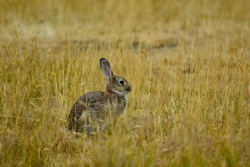 Hare  (Leporidae family) in natural environment. They are similar in size and form to rabbits and have similar herbivorous diets, but generally have longer ears and live solitarily or in pairs. 