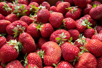 Fresh picked strawberries