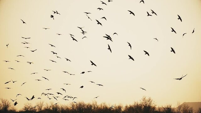 Freedom concept. A flock of wild birds flies in slow motion. Birds copy space. Wild birds in slow motion. Sky nature background.