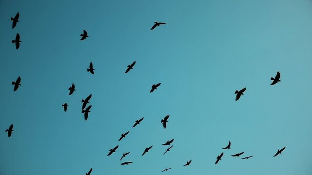 Silhouettes of a flock of birds are flying. Dark sky pattern. Wild birds in slow motion. Sky nature background. Freedom concept.