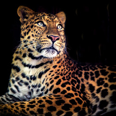Chinese leopard portrait in nature