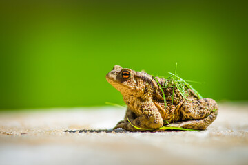 toad frog portrait in nature