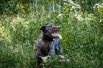 Fototapeta premium dogs from a dog shelter walks in the forest