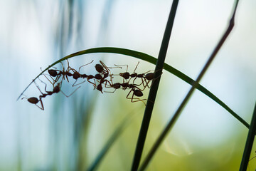 Cooperation of Red Ants