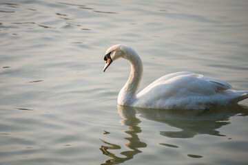 A lonely swan swims in the lake with the reflection in the water.