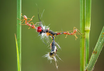 Red Ants Eating Caterpillar on Wild Grass