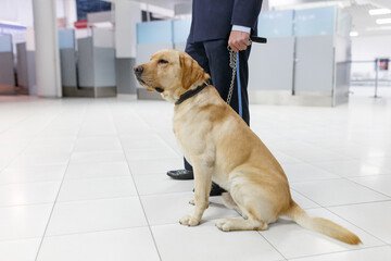 Frame image of a Labrador dog looking at camera, for detecting drugs at the airport standing near the customs guard.