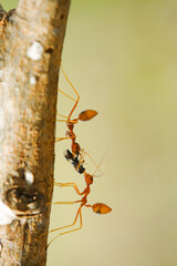 ant on a tree