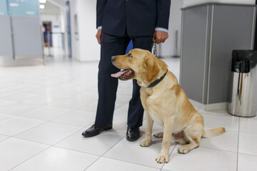 Frame image of a Labrador dog looking at camera, for detecting drugs at the airport standing near...