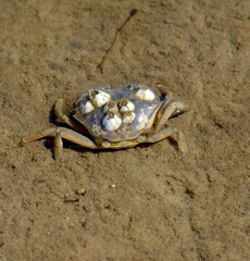 Strandkrabbe mit Seepocken auf dem Rücken,Nordsee,Wattenmeer Nationalpark,Deutschland
