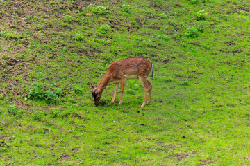 Young deer grazing on a green meadow