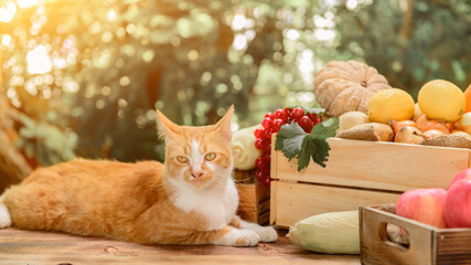 Cat with Fresh organic vegetables for cooking salad. Diet and healthy food. Fall harvest cornucopia...