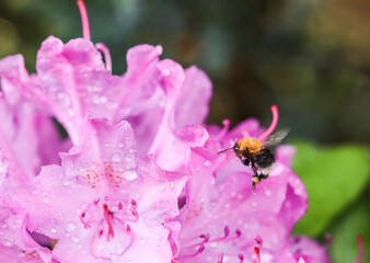 Soft focus, abstract floral background, pink Rhododendron flower petals with dew drops and flying bumblebee
