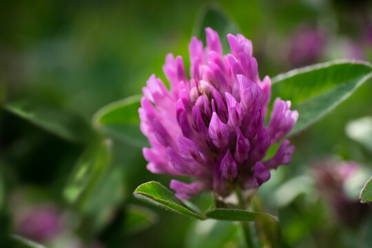 Macro photo of a flower of the Trifolium Pratense or Red Clover in a meadow. Narrow depth of field, blurred background