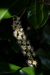 Close up of beautiful white yellow flower of the evergreen Prunus laurocerasus also known as cherry laurel, common laurel and English laurel