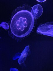 jelly fish in aquarium